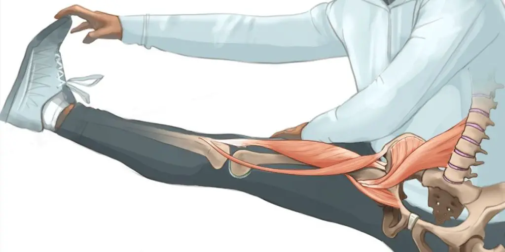 hip flexor muscle diagram
