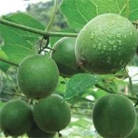 monk fruit extract